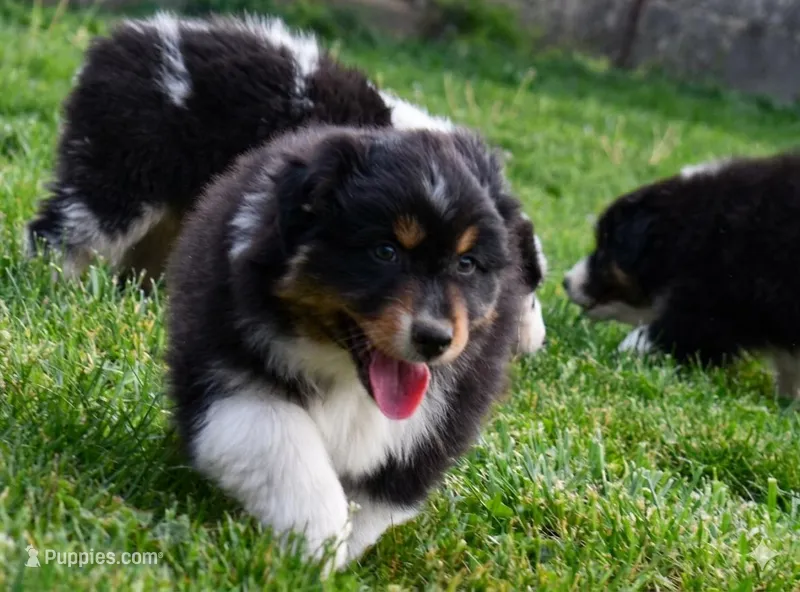 Dolly  – Australian Shepherd puppy for sale in Stanford, KY