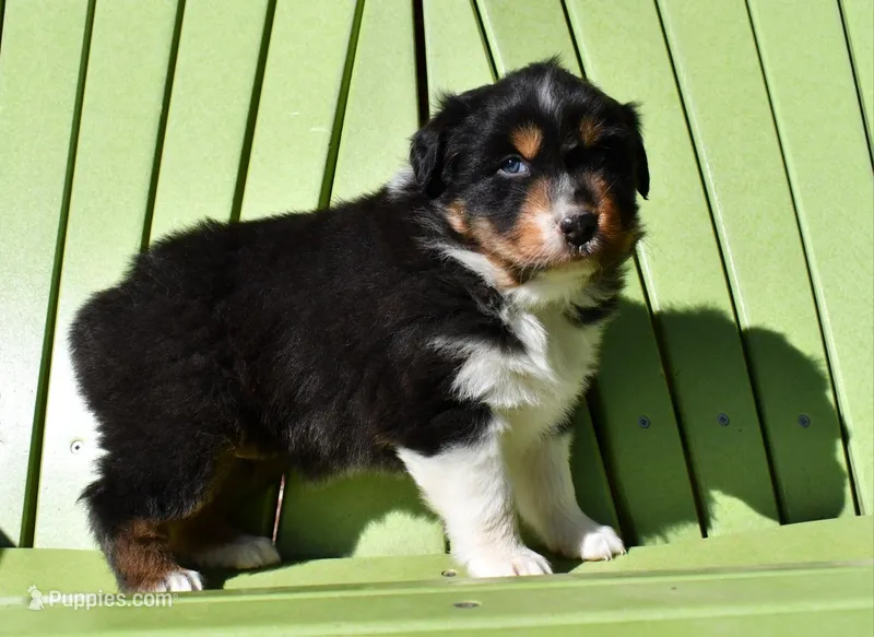 Dolly  – Australian Shepherd puppy for sale in Stanford, KY
