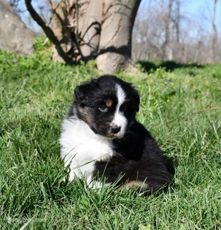 Reba – Australian Shepherd puppy for sale in Stanford, KY