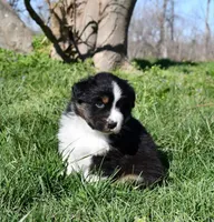 Reba, a female Australian Shepherd for sale in Stanford, KY – Photo 1 of 2
