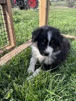 Reba, a female Australian Shepherd for sale in Stanford, KY – Photo 3 of 7
