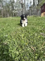 Reba, a female Australian Shepherd for sale in Stanford, KY – Photo 4 of 7