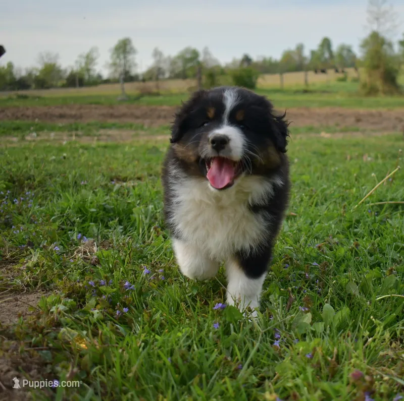 Reba – Australian Shepherd puppy for sale in Stanford, KY