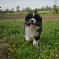 Reba, a female Australian Shepherd for sale in Stanford, KY – Photo 1 of 7