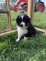 Reba, a female Australian Shepherd for sale in Stanford, KY – Photo 2 of 7