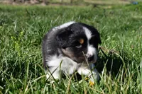 Reba, a female Australian Shepherd for sale in Stanford, KY – Photo 7 of 7