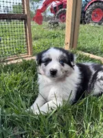 Loretta , a female Australian Shepherd for sale in Stanford, KY – Photo 2 of 10