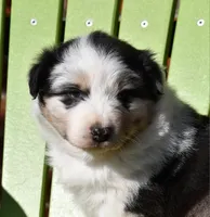 Loretta , a female Australian Shepherd for sale in Stanford, KY – Photo 9 of 10