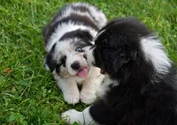 Loretta , a female Australian Shepherd for sale in Stanford, KY – Photo 5 of 10