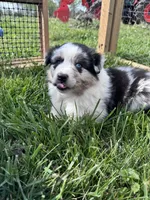 Loretta , a female Australian Shepherd for sale in Stanford, KY – Photo 4 of 10