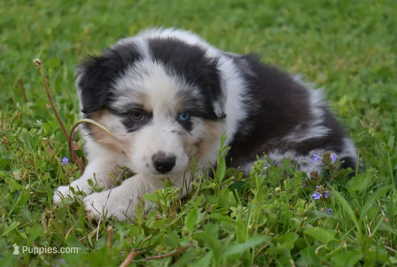 Loretta  – Australian Shepherd puppy for sale in Stanford, KY
