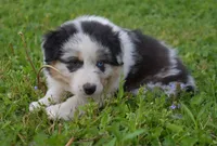 Loretta , a female Australian Shepherd for sale in Stanford, KY – Photo 1 of 10
