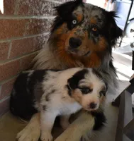 Loretta , a female Australian Shepherd for sale in Stanford, KY – Photo 7 of 10