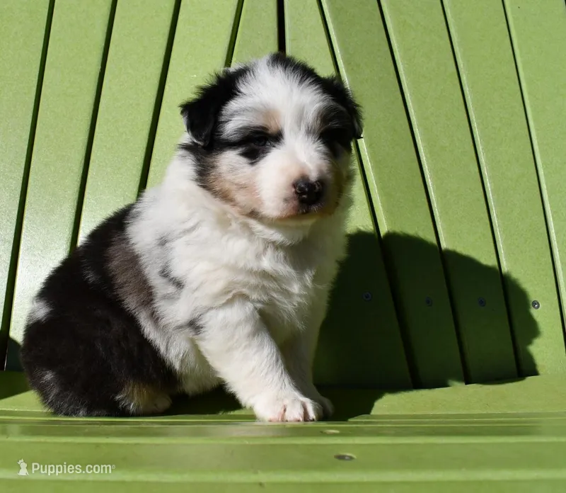 Loretta  – Australian Shepherd puppy for sale in Stanford, KY