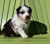 Loretta , a female Australian Shepherd for sale in Stanford, KY – Photo 1 of 2