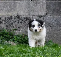 Loretta , a female Australian Shepherd for sale in Stanford, KY – Photo 3 of 10