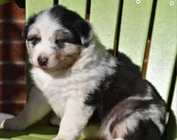 Loretta , a female Australian Shepherd for sale in Stanford, KY – Photo 10 of 10