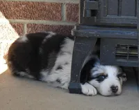 Loretta , a female Australian Shepherd for sale in Stanford, KY – Photo 2 of 2
