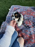No name, a male Cocker Spaniel for sale in Apple Valley, CA – 3 of 8