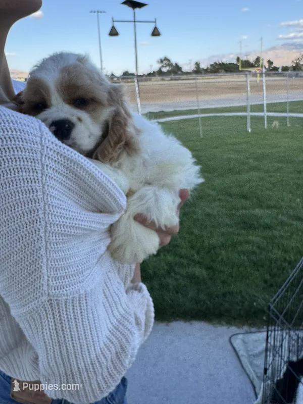 No name – Cocker Spaniel puppy for sale in Apple Valley, CA