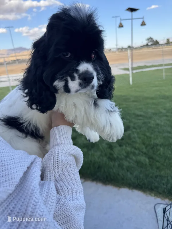 Cocker Samuel’s  – Cocker Spaniel puppy for sale in Apple Valley, CA