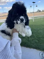 Cocker Samuel’s , a male Cocker Spaniel for sale in Apple Valley, CA – 6 of 6
