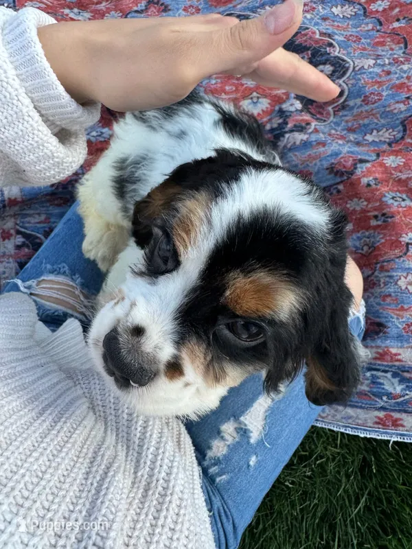 No name – Cocker Spaniel puppy for sale in Apple Valley, CA
