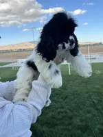 Cocker Samuel’s , a male Cocker Spaniel for sale in Apple Valley, CA – 5 of 6