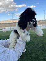 Cocker Samuel’s , a male Cocker Spaniel for sale in Apple Valley, CA – 4 of 6