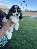 No name, a male Cocker Spaniel for sale in Apple Valley, CA – 2 of 8