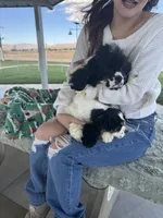 Cocker Samuel’s , a male Cocker Spaniel for sale in Apple Valley, CA – 3 of 6