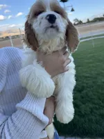 No name, a male Cocker Spaniel for sale in Apple Valley, CA – 3 of 4