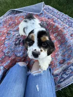 No name, a male Cocker Spaniel for sale in Apple Valley, CA – 4 of 8