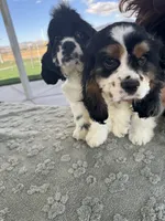 Cocker Samuel’s , a male Cocker Spaniel for sale in Apple Valley, CA – 2 of 6