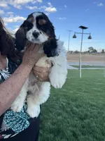 No name, a male Cocker Spaniel for sale in Apple Valley, CA – 6 of 8