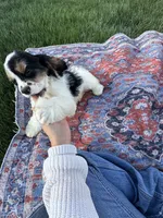 No name, a male Cocker Spaniel for sale in Apple Valley, CA – 7 of 8