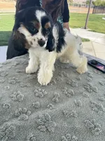 No name, a male Cocker Spaniel for sale in Apple Valley, CA – 8 of 8