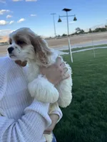 No name, a male Cocker Spaniel for sale in Apple Valley, CA – 4 of 4