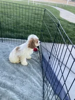 No name, a male Cocker Spaniel for sale in Apple Valley, CA – 2 of 4