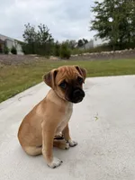 Angelo, a male Chug for sale in Winston-Salem, NC – 8 of 8