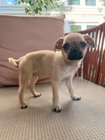 Michael, a male Chihuahua and Pug for sale in Irvine, CA – 4 of 10