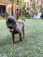 Susie, a female French Bulldog and Pomeranian for sale in Winston-Salem, NC – 5 of 9