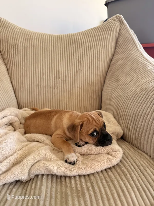 Michael – Chug puppy for sale in Winston-Salem, NC