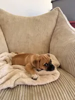 Michael, a male Chug for sale in Winston-Salem, NC – 1 of 9