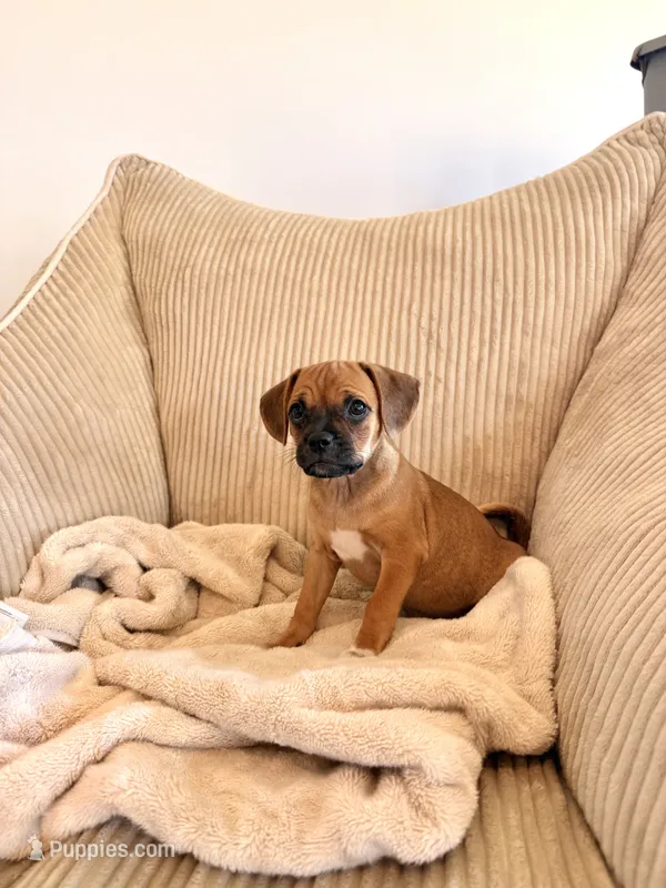 Molly – Chug puppy for sale in Winston-Salem, NC