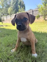 Molly, a female Chug for sale in Winston-Salem, NC – 9 of 10