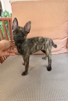 Susie, a female French Bulldog and Pomeranian for sale in Winston-Salem, NC – 6 of 9