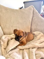 Molly, a female Chug for sale in Winston-Salem, NC – 8 of 10