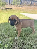 Molly, a female Chug for sale in Winston-Salem, NC – 7 of 10