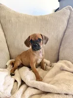 Molly, a female Chug for sale in Winston-Salem, NC – 2 of 10